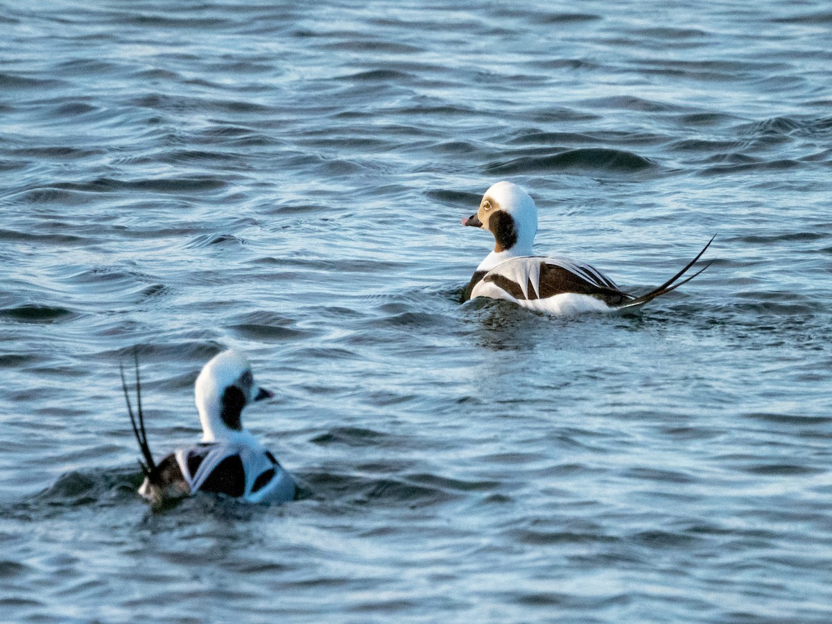 Long-tailed Duck - ML511370761