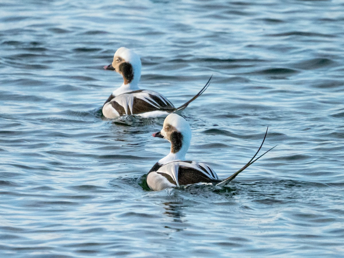 Long-tailed Duck - ML511370781
