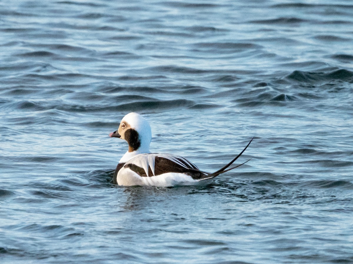 Long-tailed Duck - ML511370791