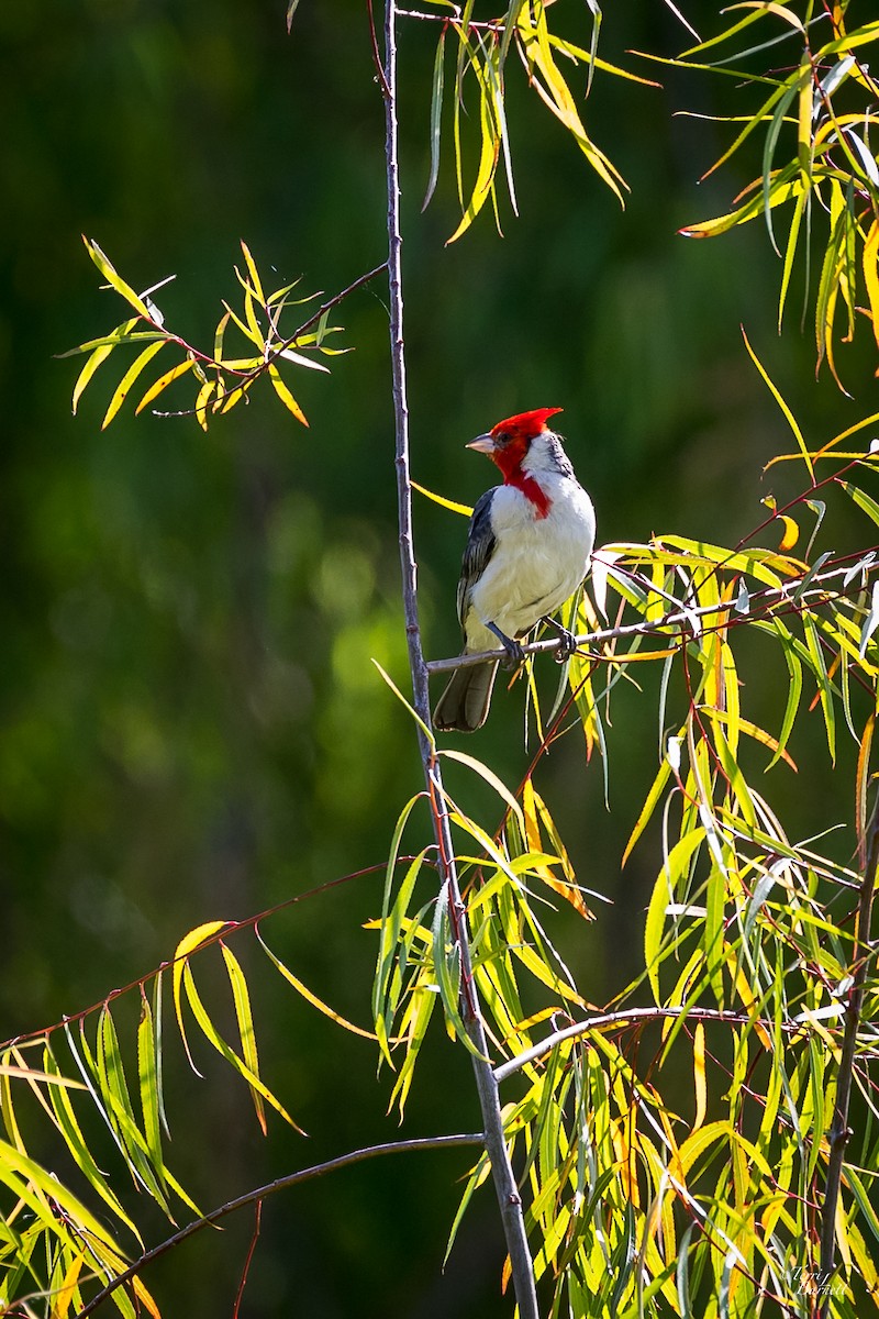 Red-crested Cardinal - ML511370831