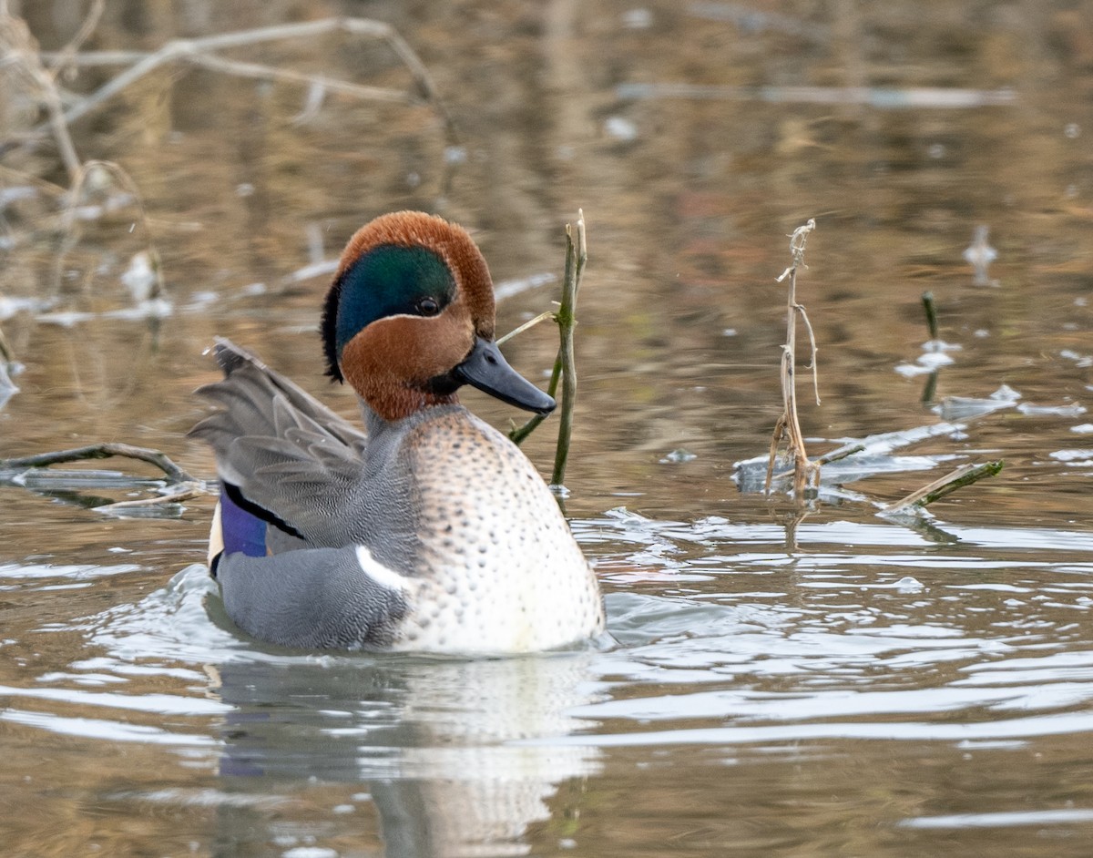 Green-winged Teal - ML511371011