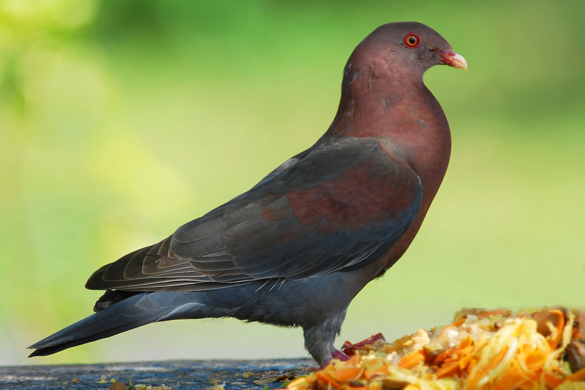 Red-billed Pigeon - Heather Pickard