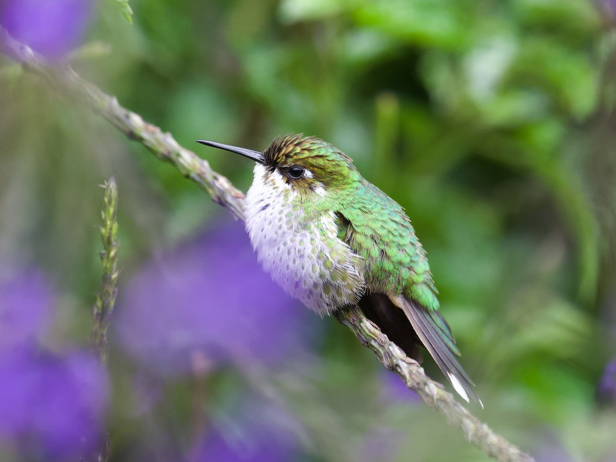 Booted Racket-tail (White-booted) - ML511373021