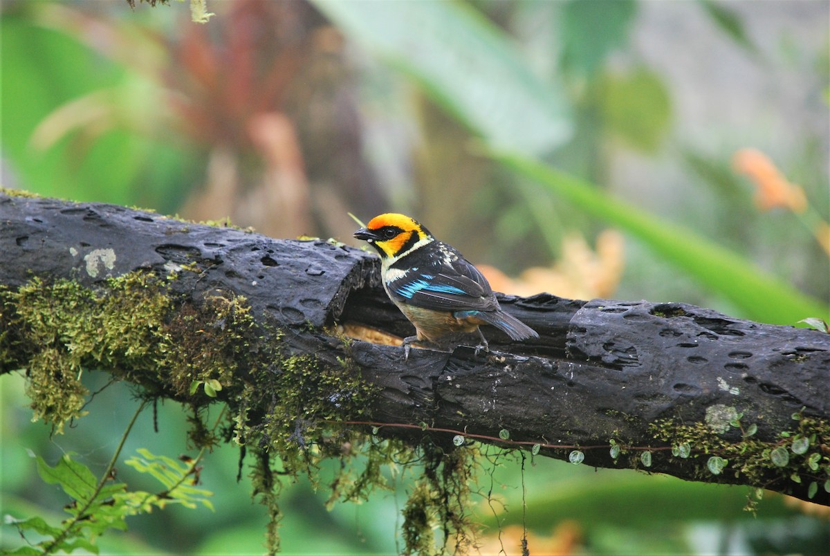 Flame-faced Tanager - ML511373261