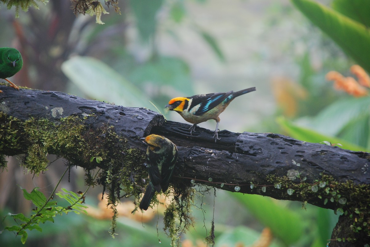 Flame-faced Tanager - ML511373301