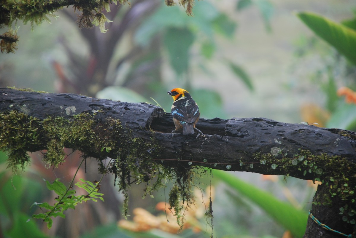 Flame-faced Tanager - ML511373311