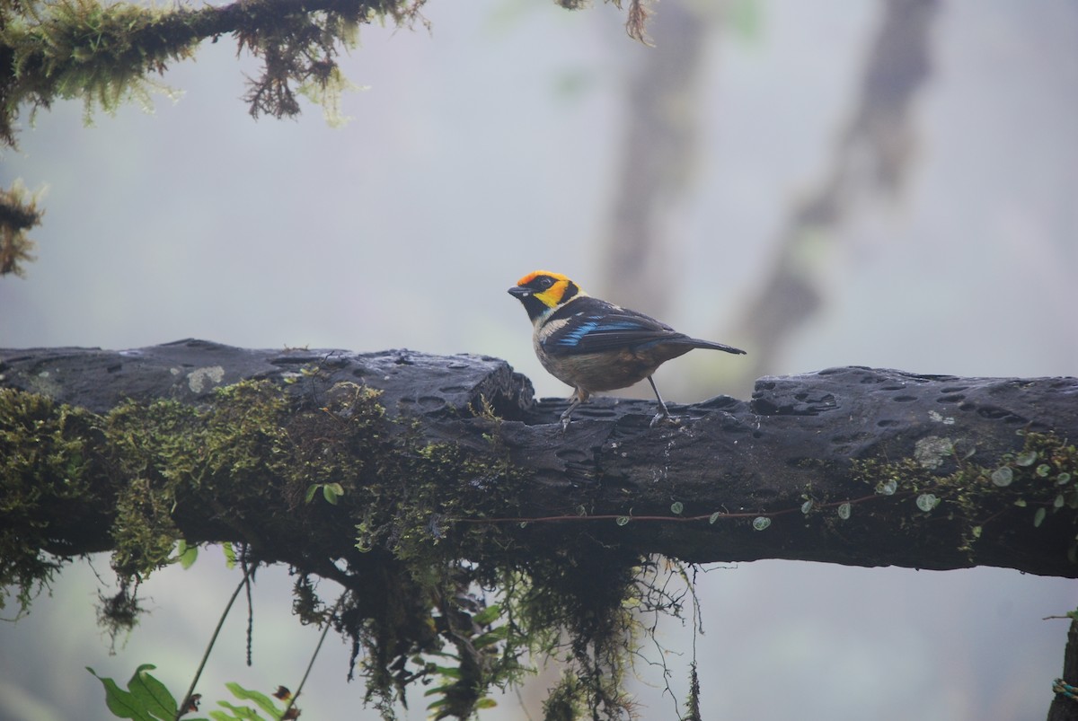 Flame-faced Tanager - ML511373331