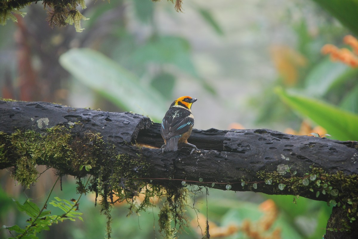 Flame-faced Tanager - ML511373351