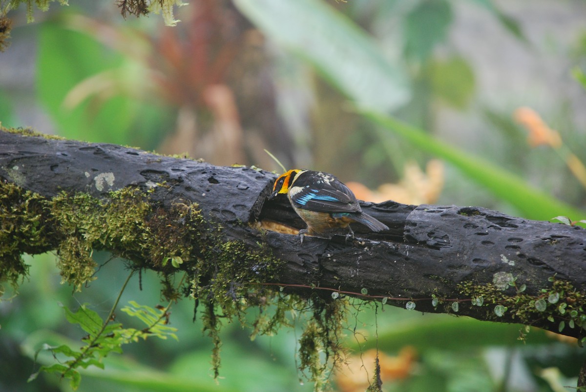 Flame-faced Tanager - ML511373371