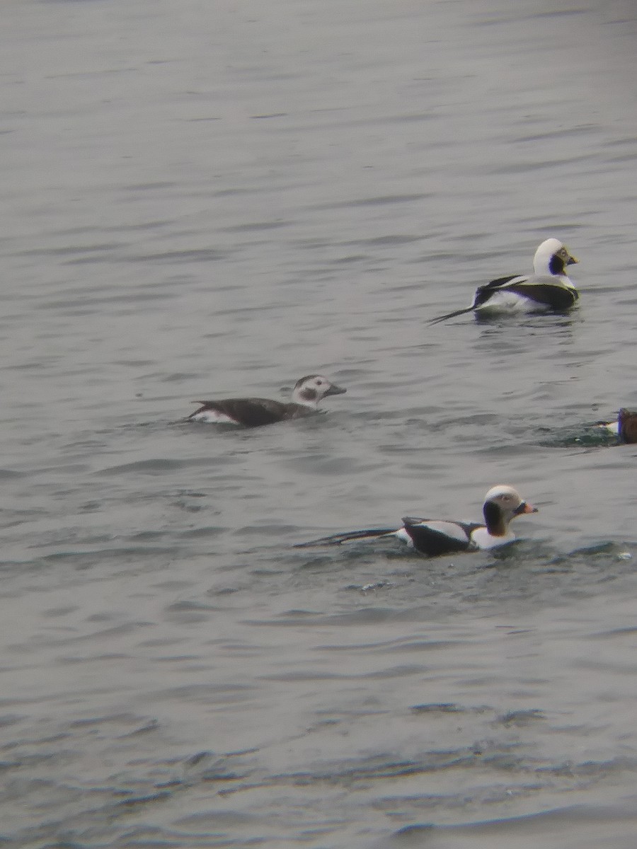Long-tailed Duck - ML511373521