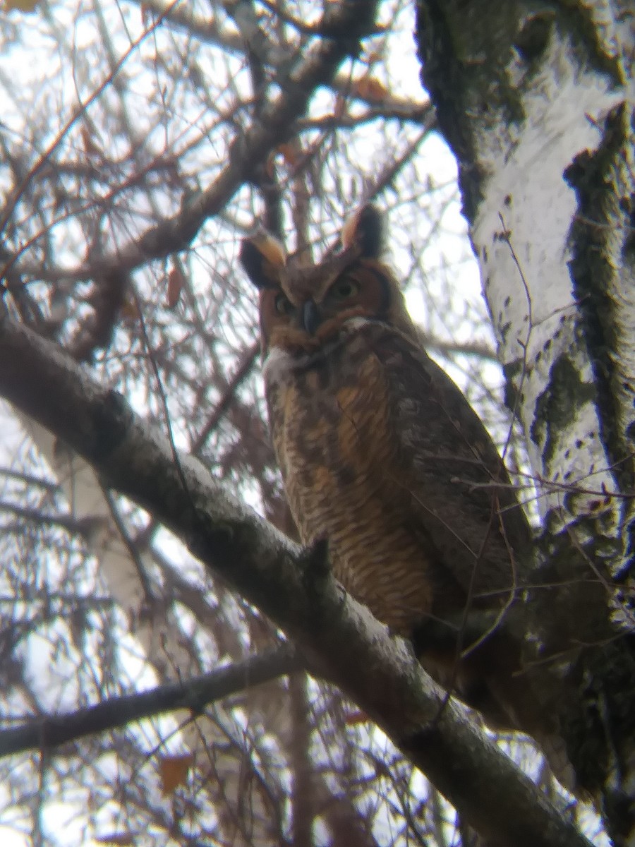Great Horned Owl - ML511373621