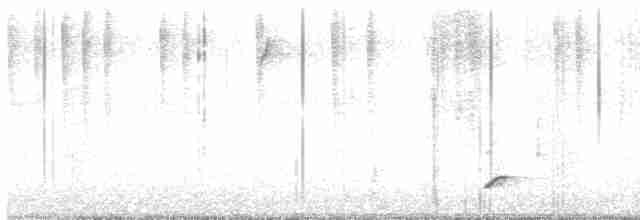 Rufous Hummingbird - ML511374501