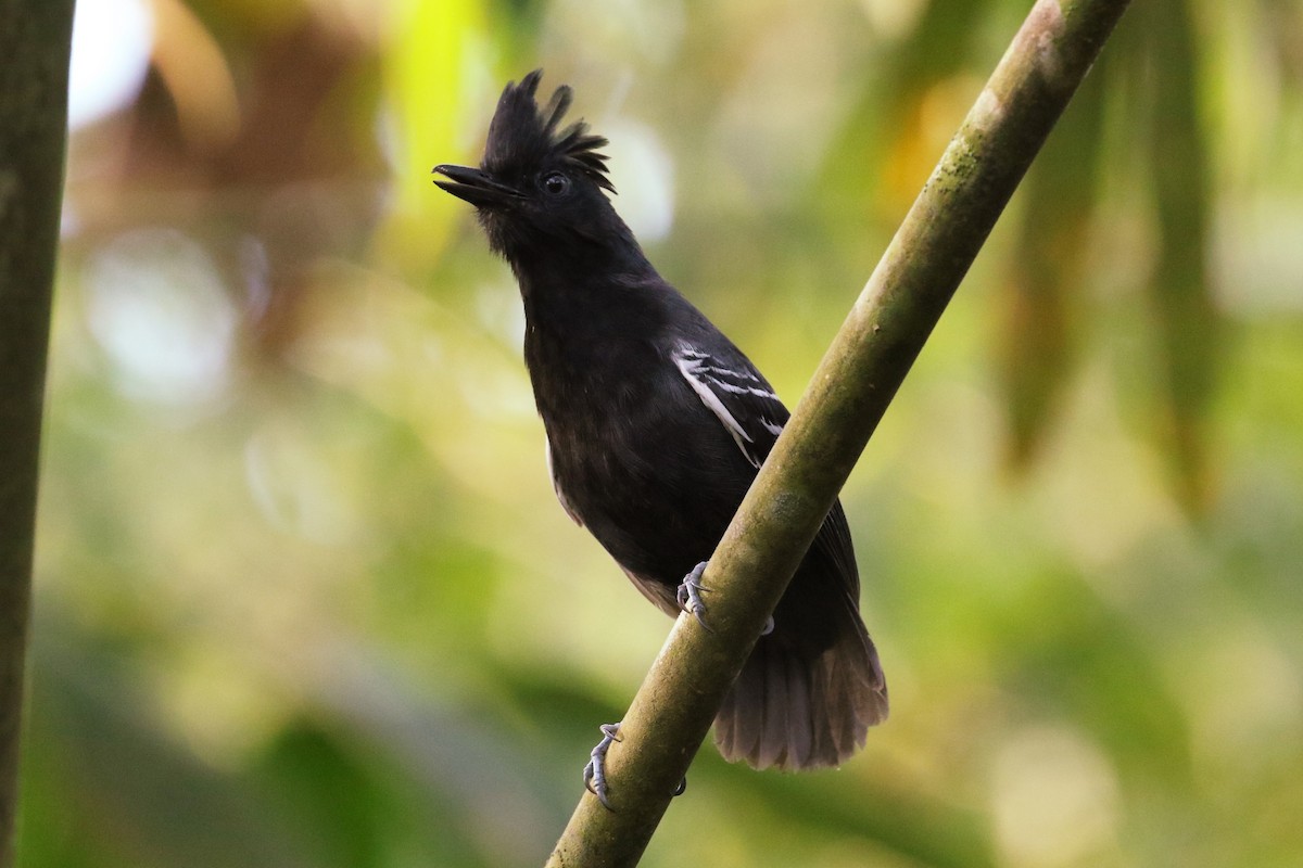 White-lined Antbird - ML511374701