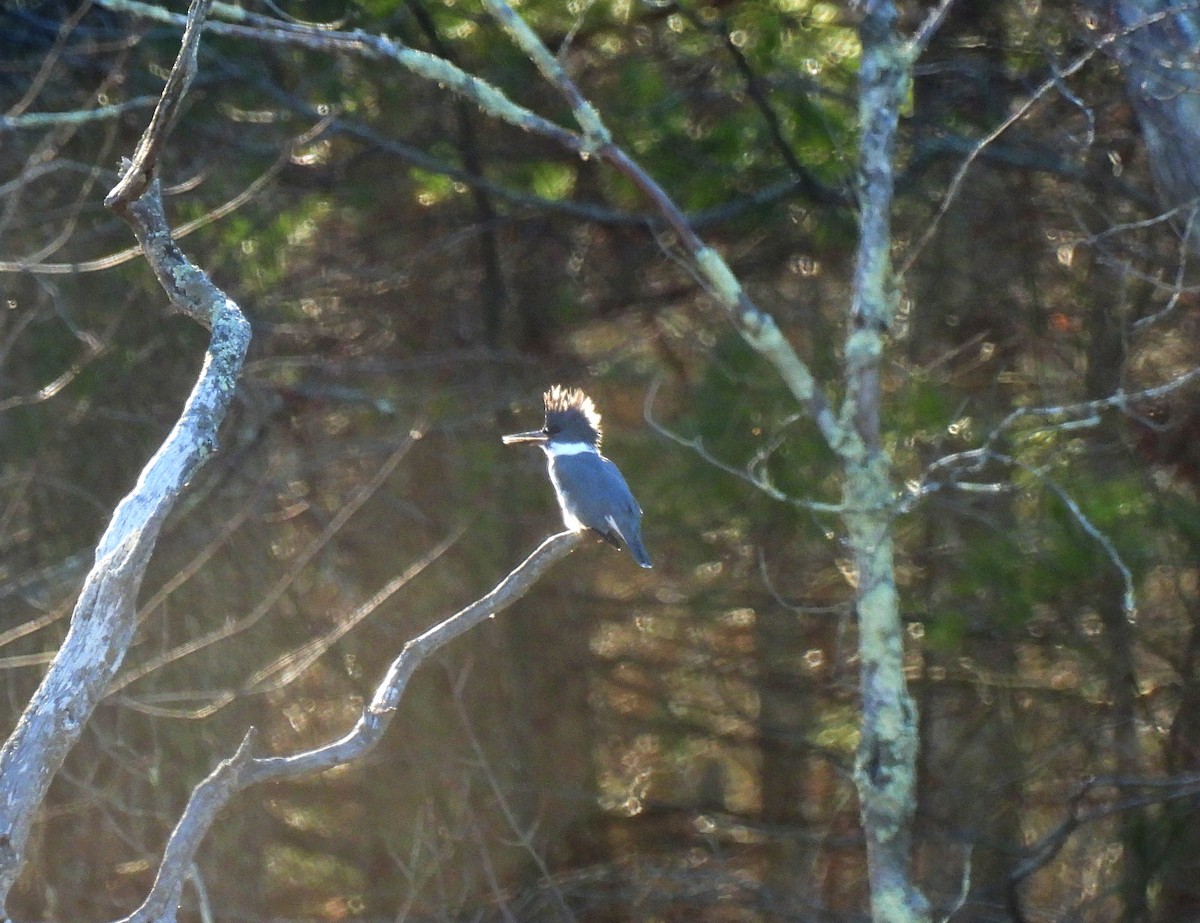 Mass Audubon eBird Checklist 8 Dec 2022 Broadmoor Wildlife