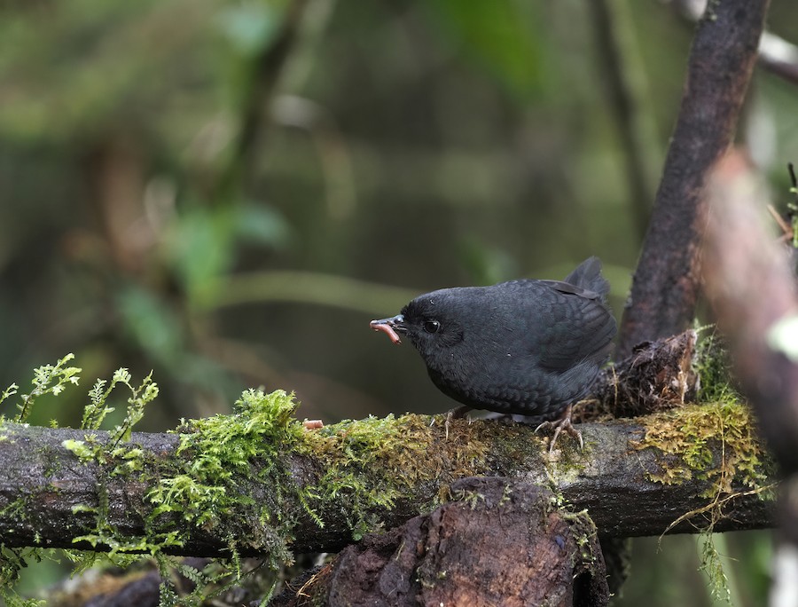 Blackish Tapaculo (Blackish) - eBird