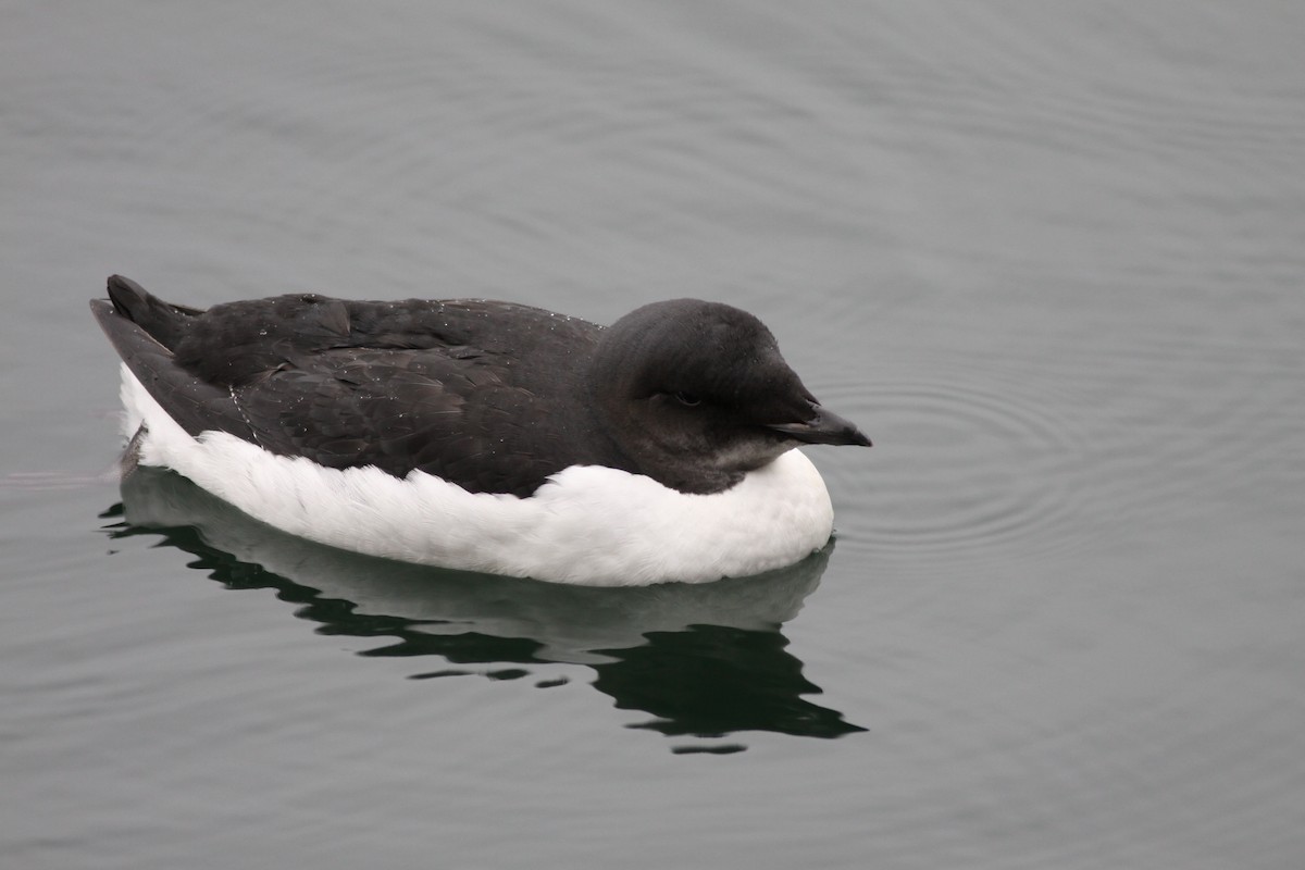 Thick-billed Murre - ML511378161