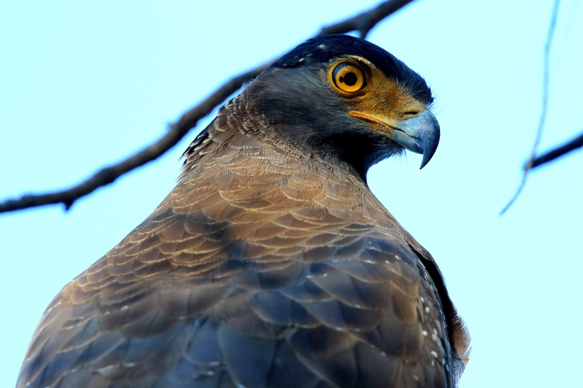 Crested Serpent-Eagle - ML51137921