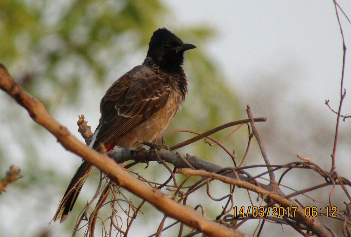 Red-vented Bulbul - ML51138111