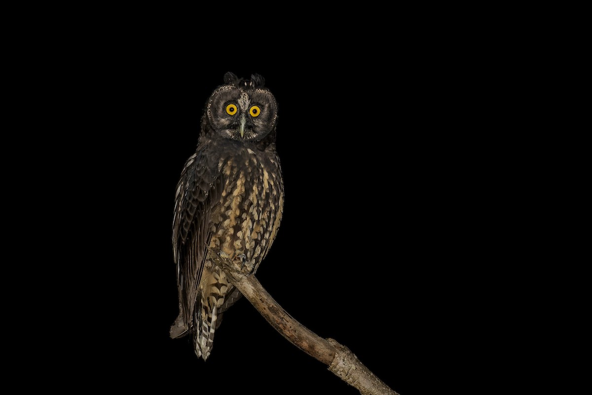Stygian Owl - Priscilla Diniz