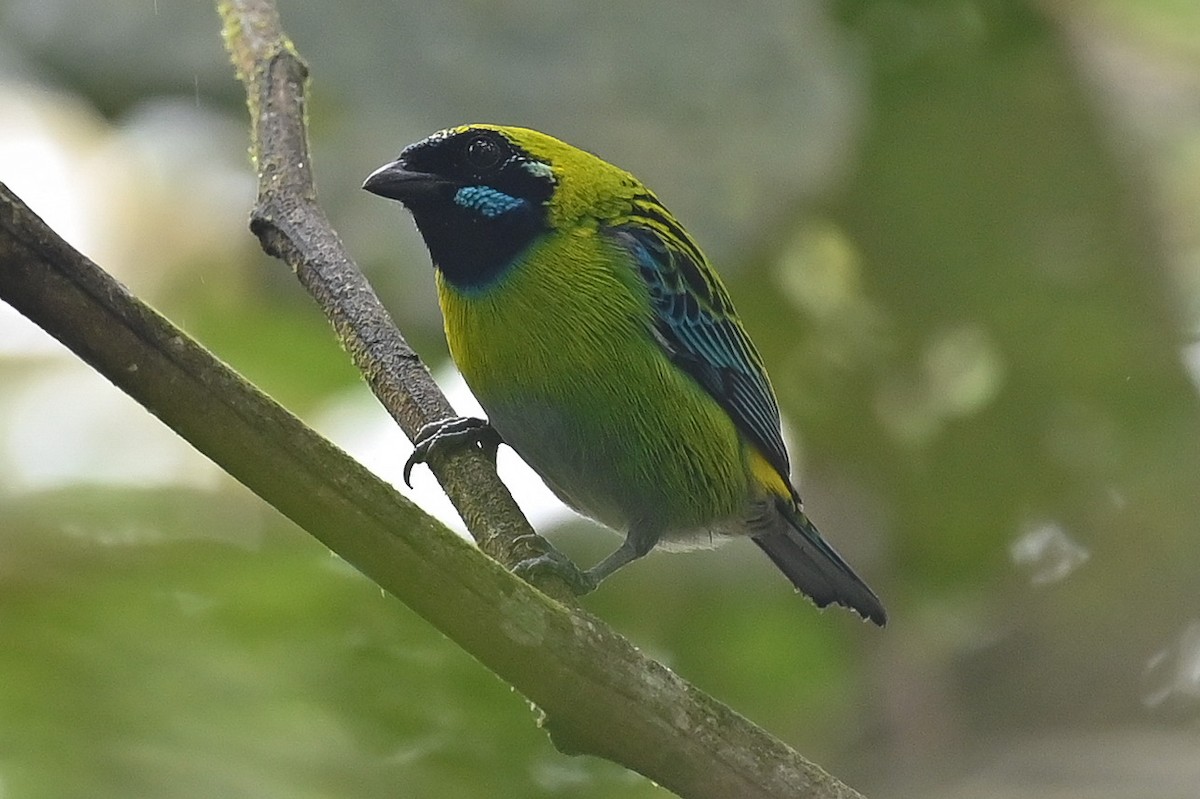 Blue-whiskered Tanager - Alex Damiano