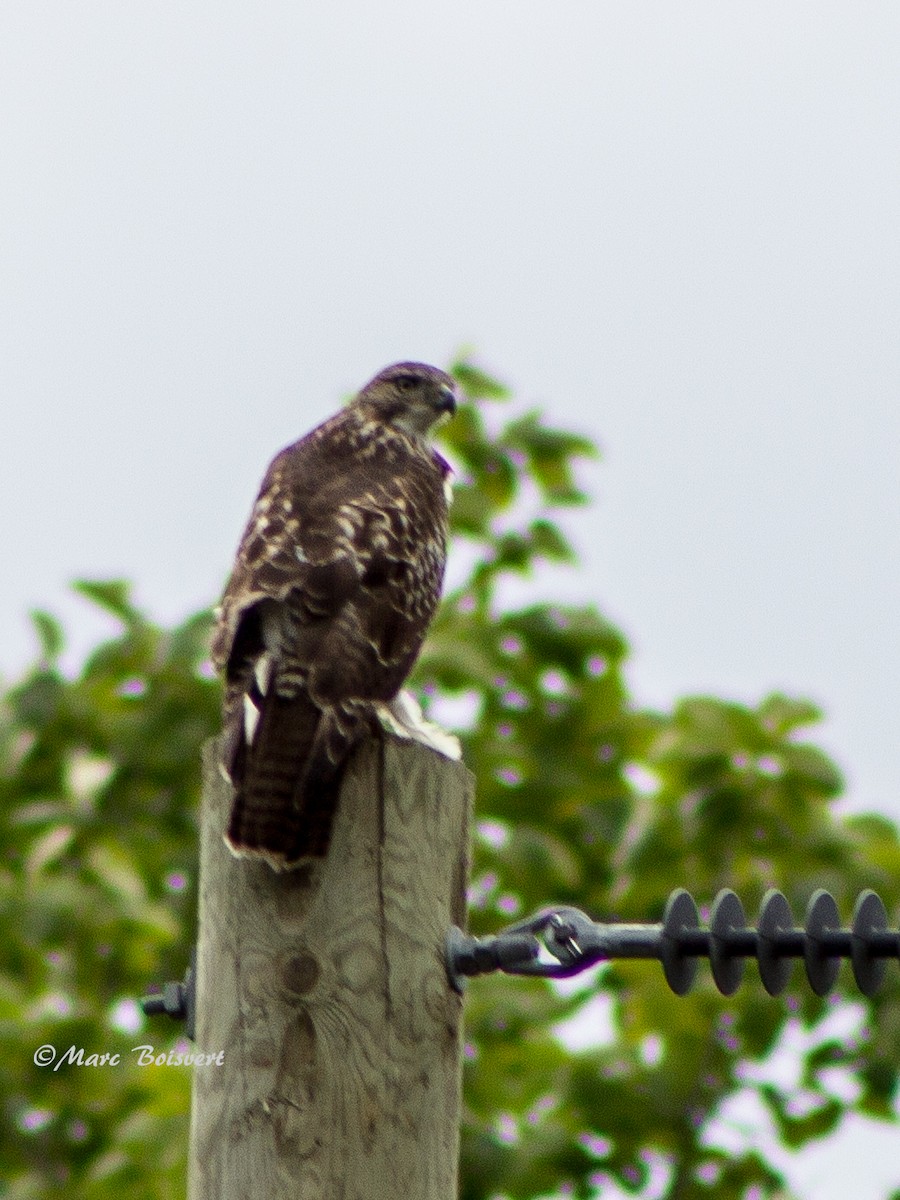 Red-tailed Hawk - ML51138451