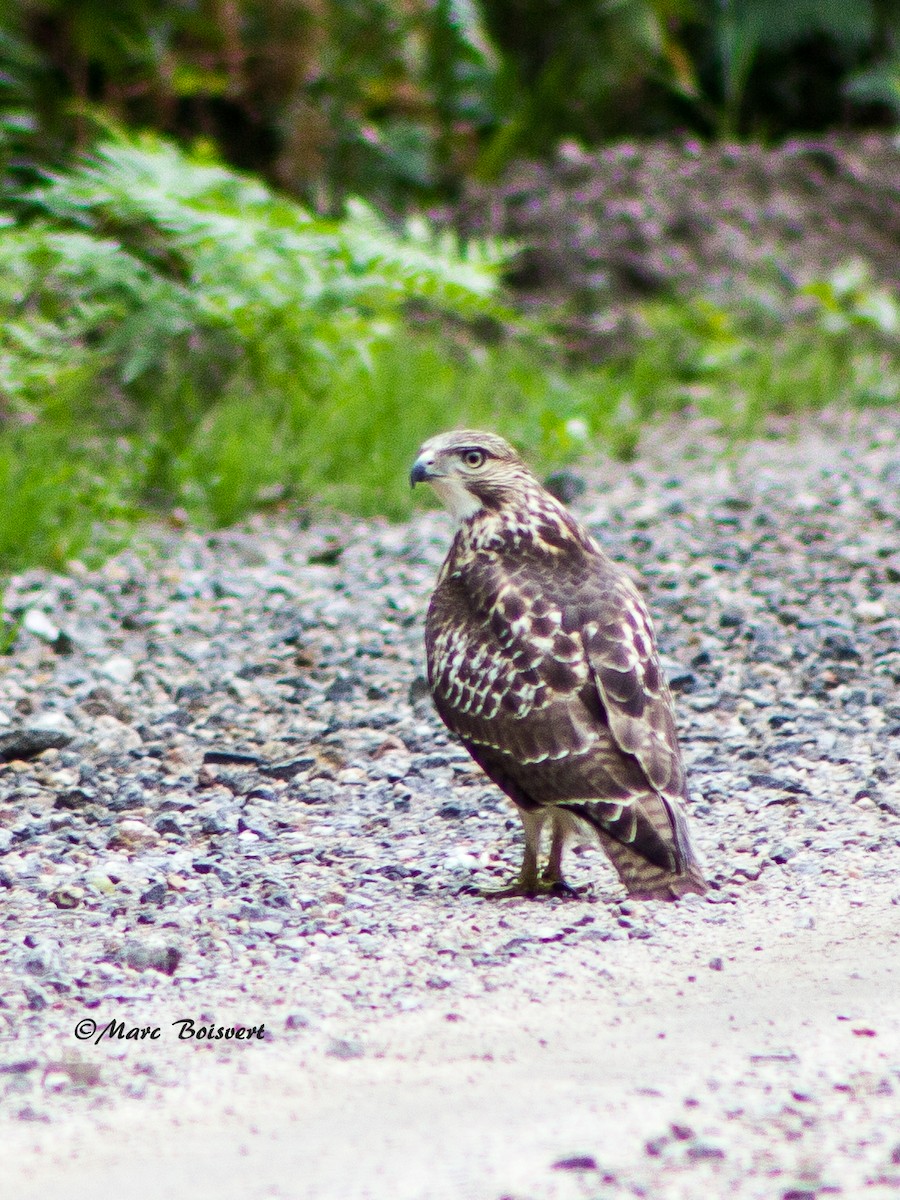 Red-tailed Hawk - ML51138491