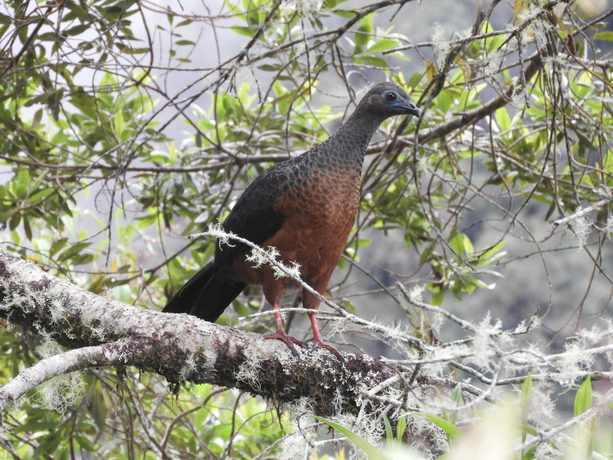 Sickle-winged Guan - ML511385531