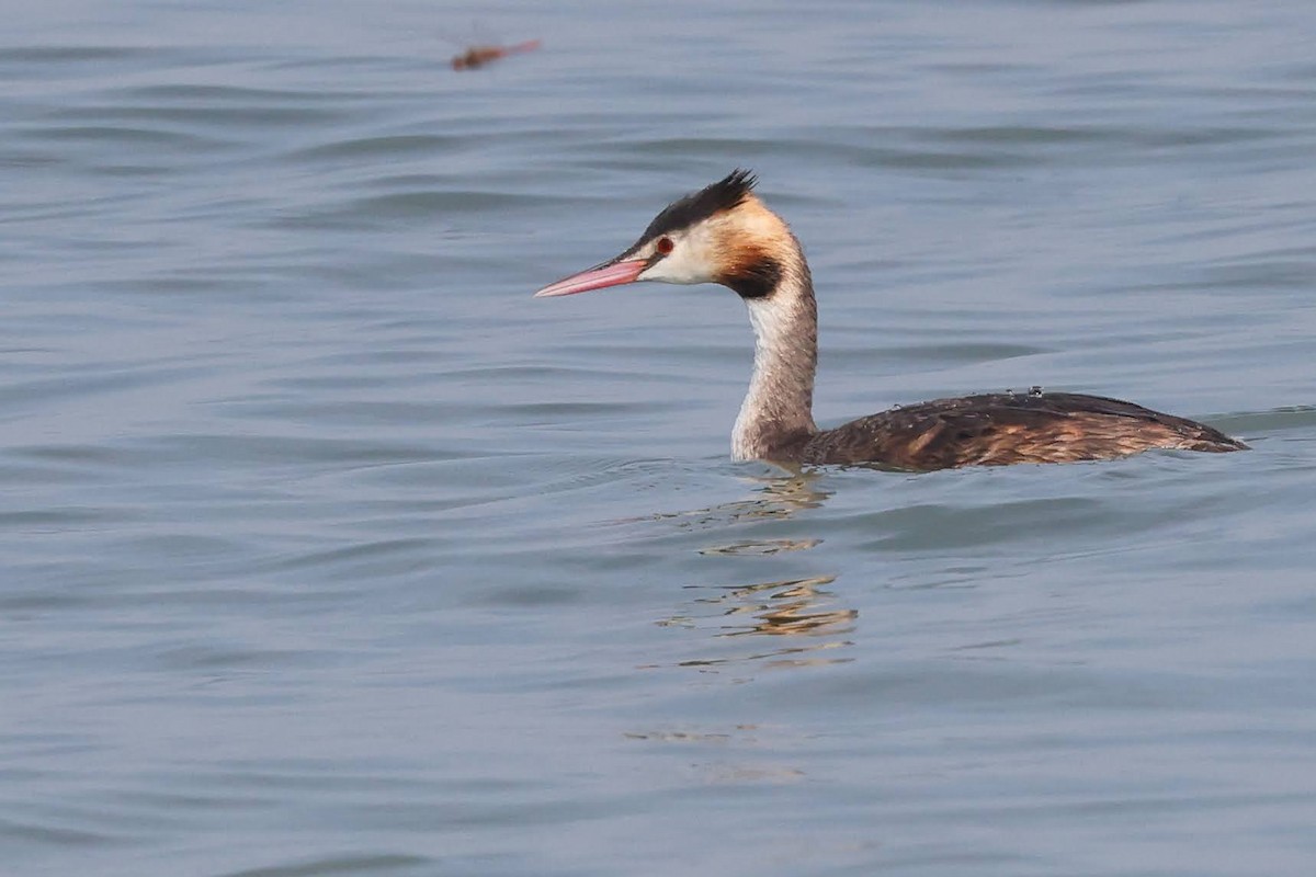 Great Crested Grebe - ML511386941