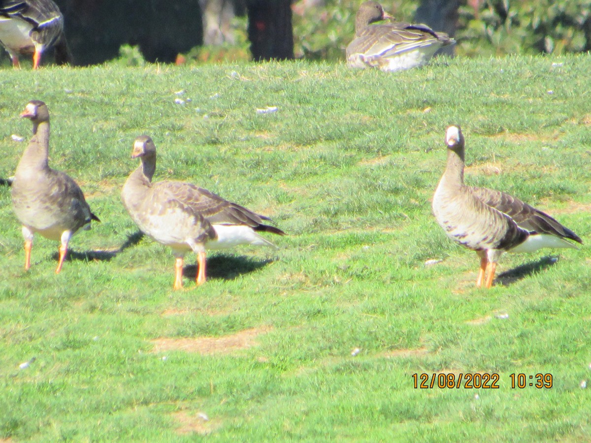 Greater White-fronted Goose - ML511387031