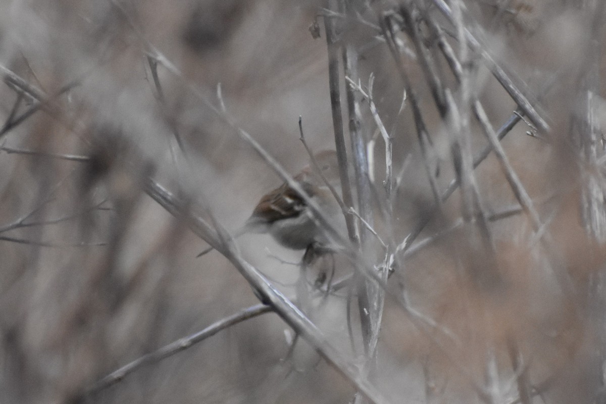 Field Sparrow - ML511387091