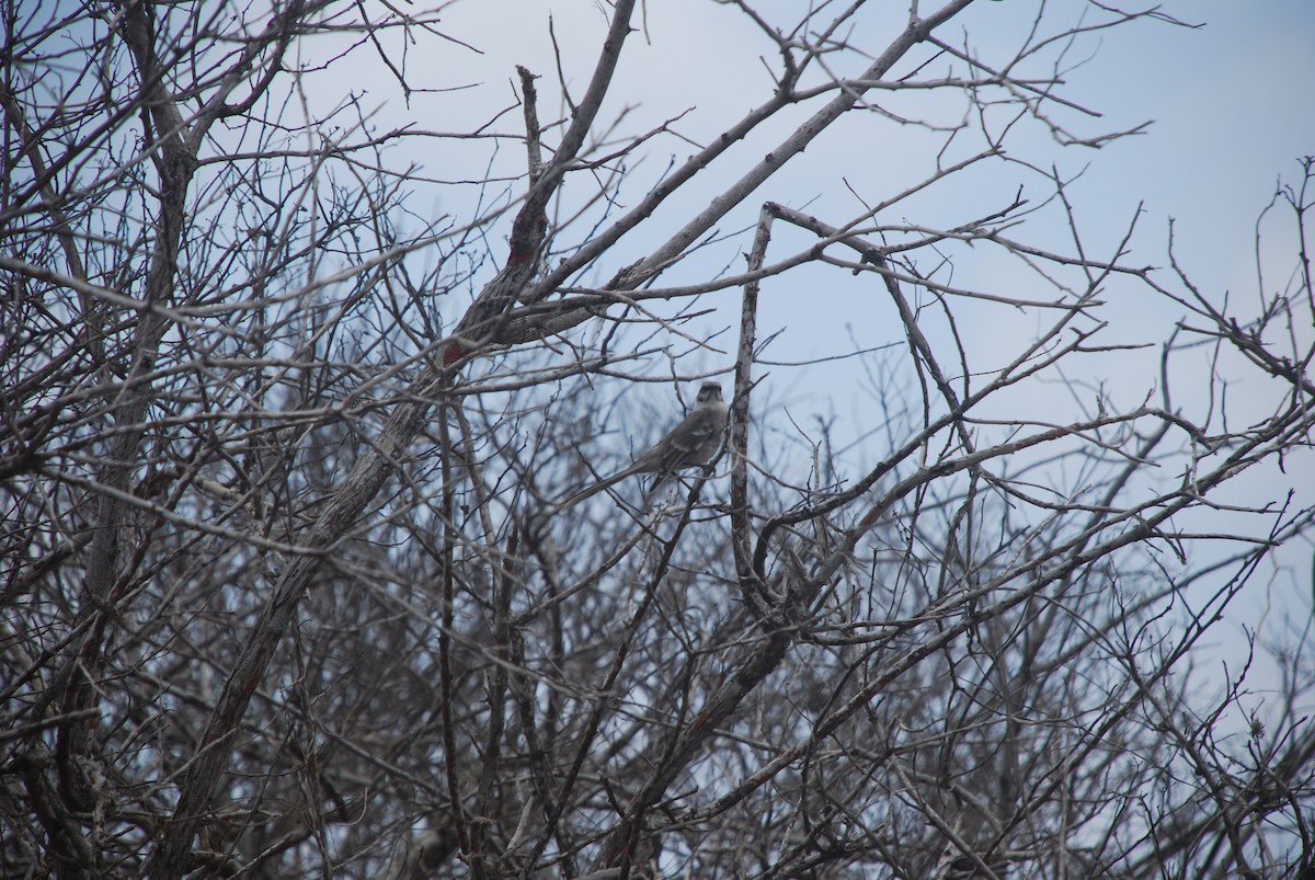 Long-tailed Mockingbird - ML511388601