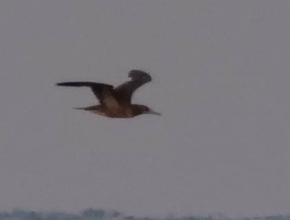Brown Booby - ML511390691