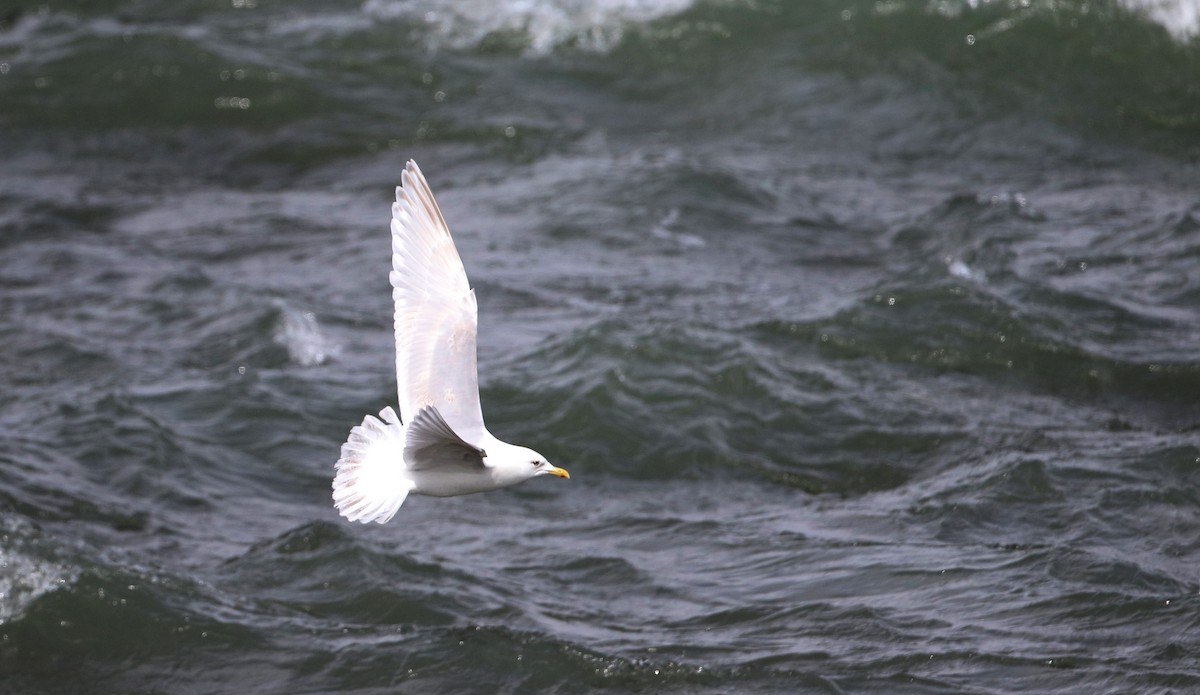 Iceland Gull (kumlieni) - ML51139491