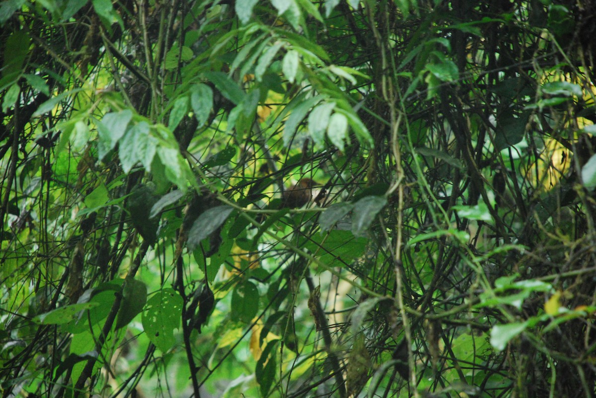 Henna-hooded Foliage-gleaner - ML511399151