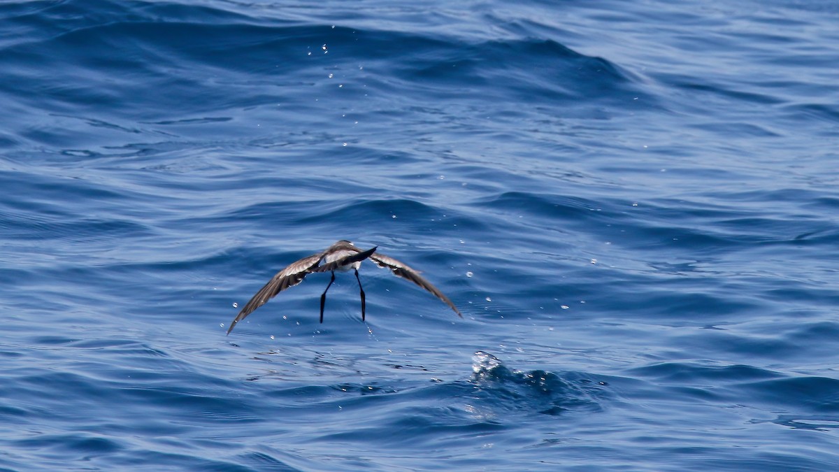 White-faced Storm-Petrel - Devin Griffiths
