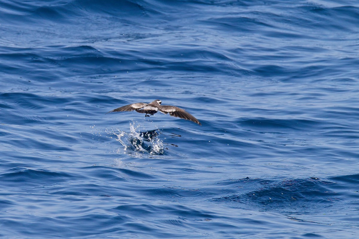 White-faced Storm-Petrel - ML511402351