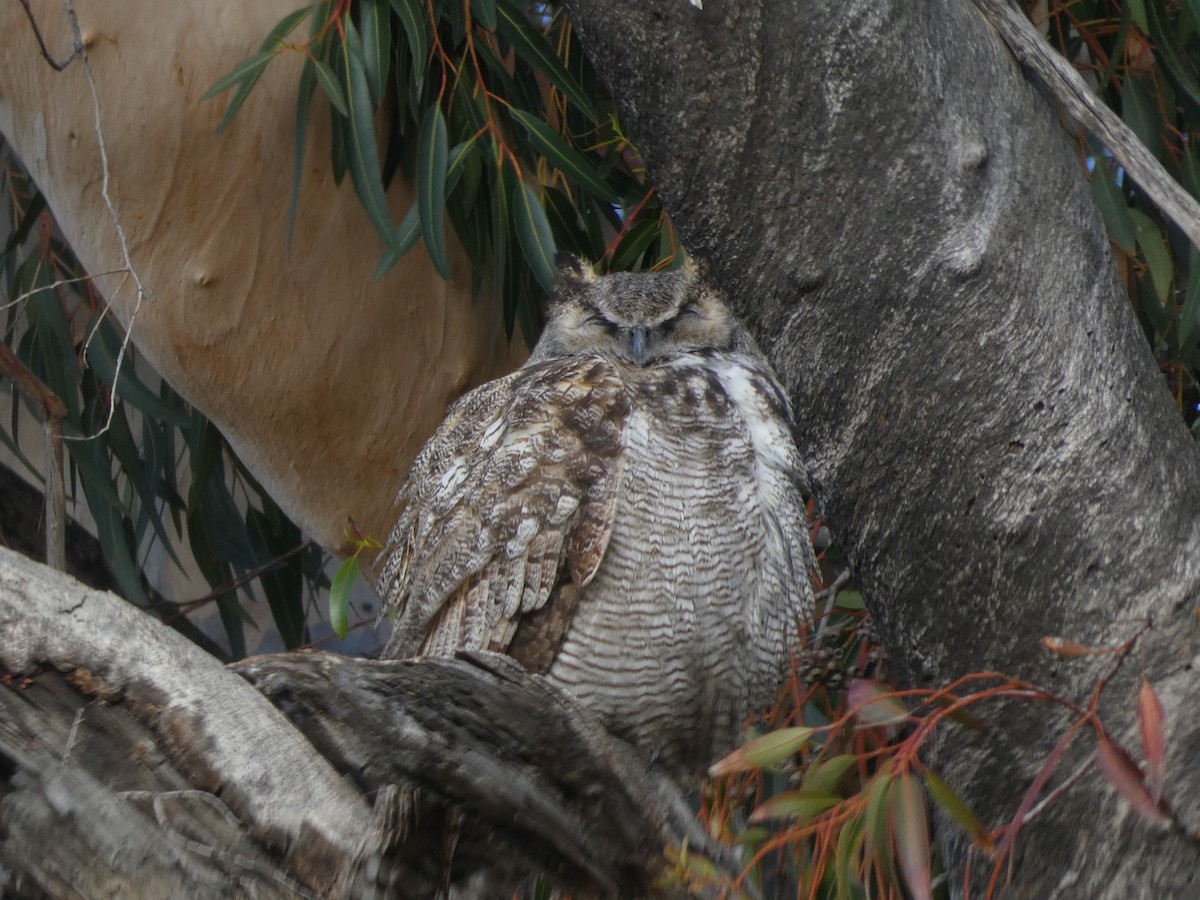 Great Horned Owl - David Rankin
