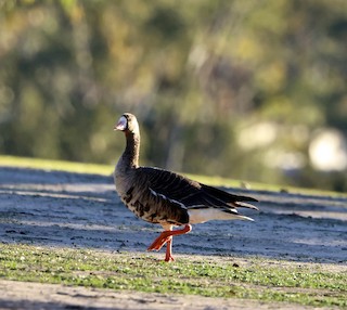 Greater White-fronted Goose, ML511403771