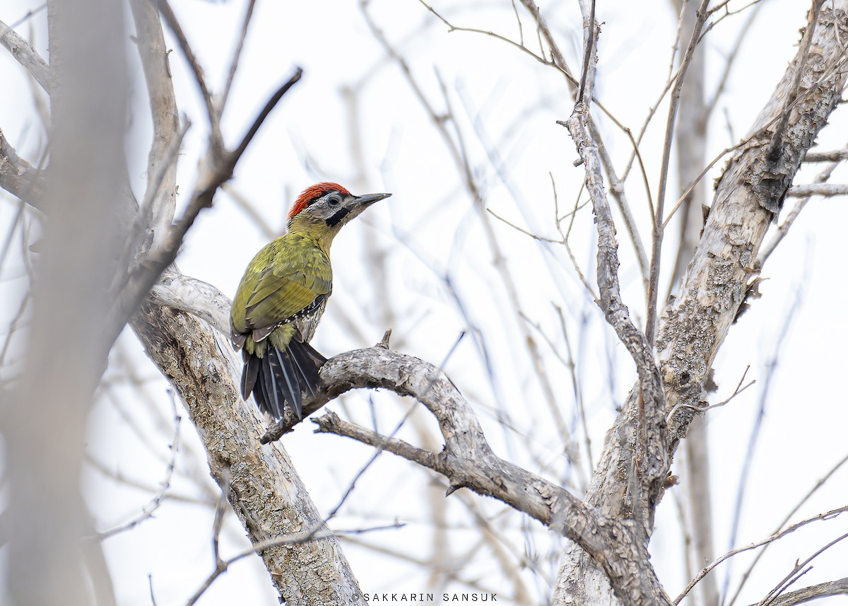 Laced Woodpecker - Sakkarin Sansuk