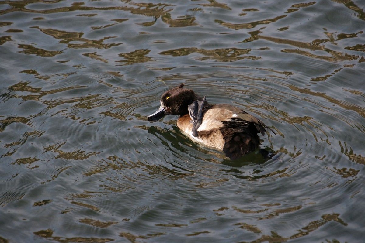 Tufted Duck - ML511411541