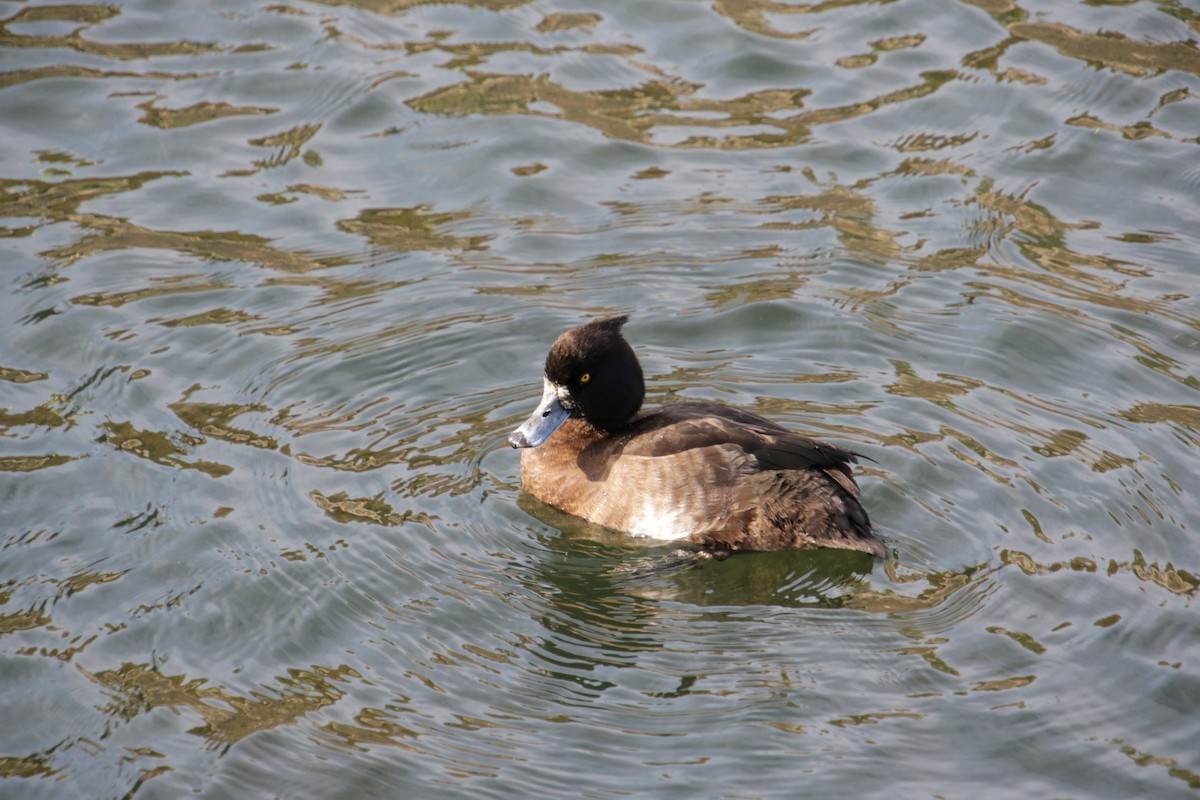 Tufted Duck - ML511411551