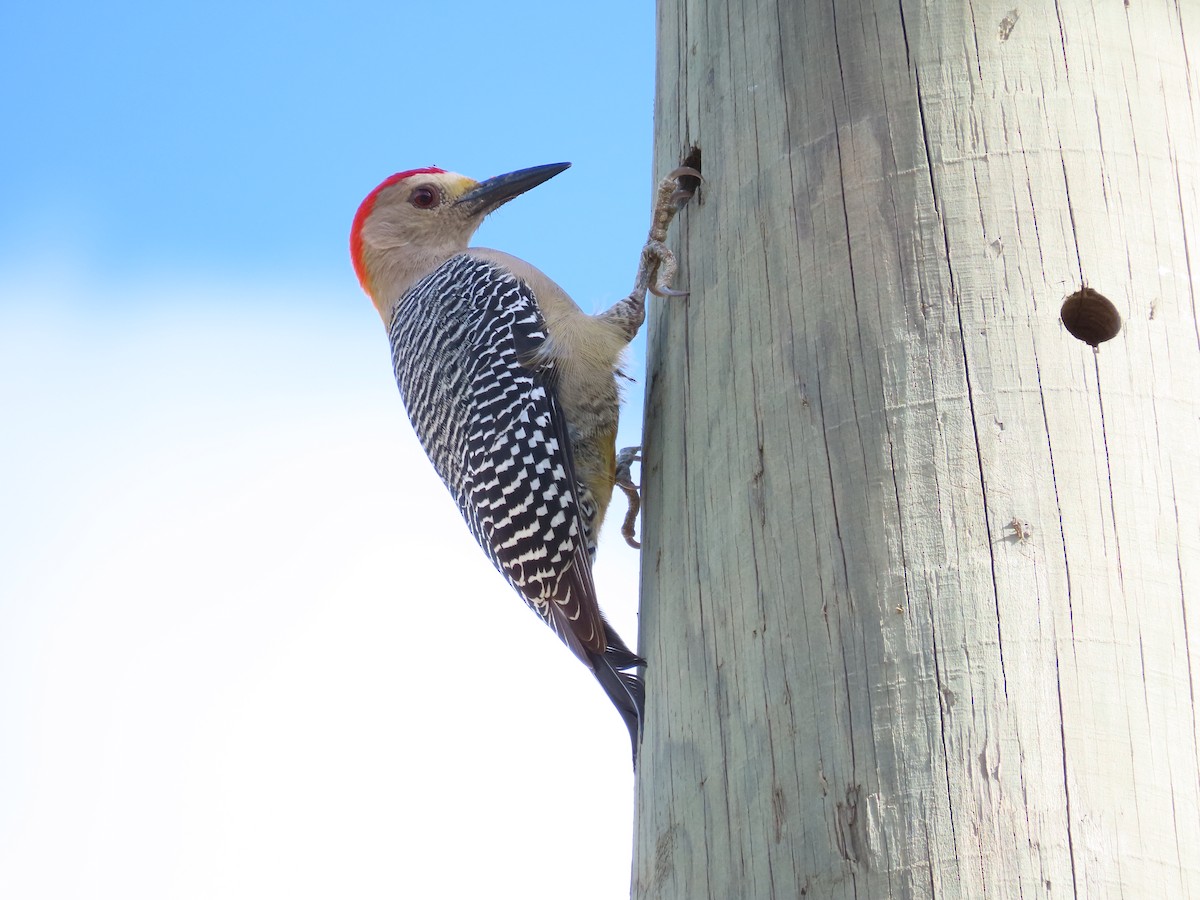 Golden-fronted Woodpecker - ML511416371