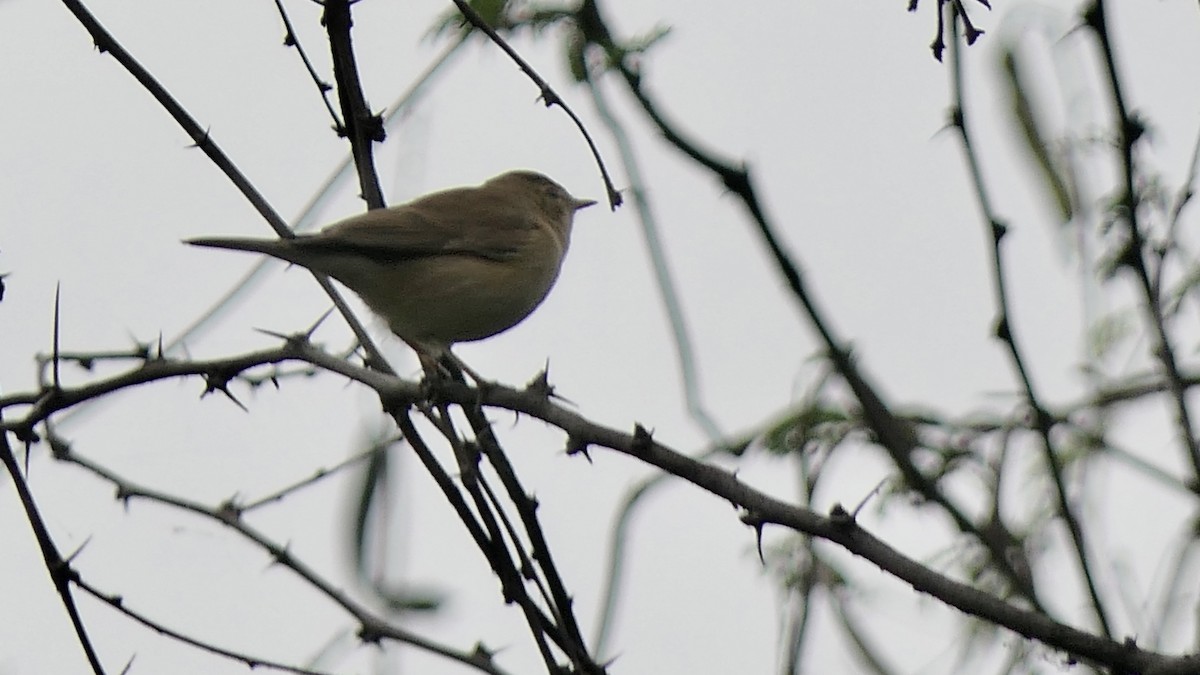 Booted Warbler - ML511417391