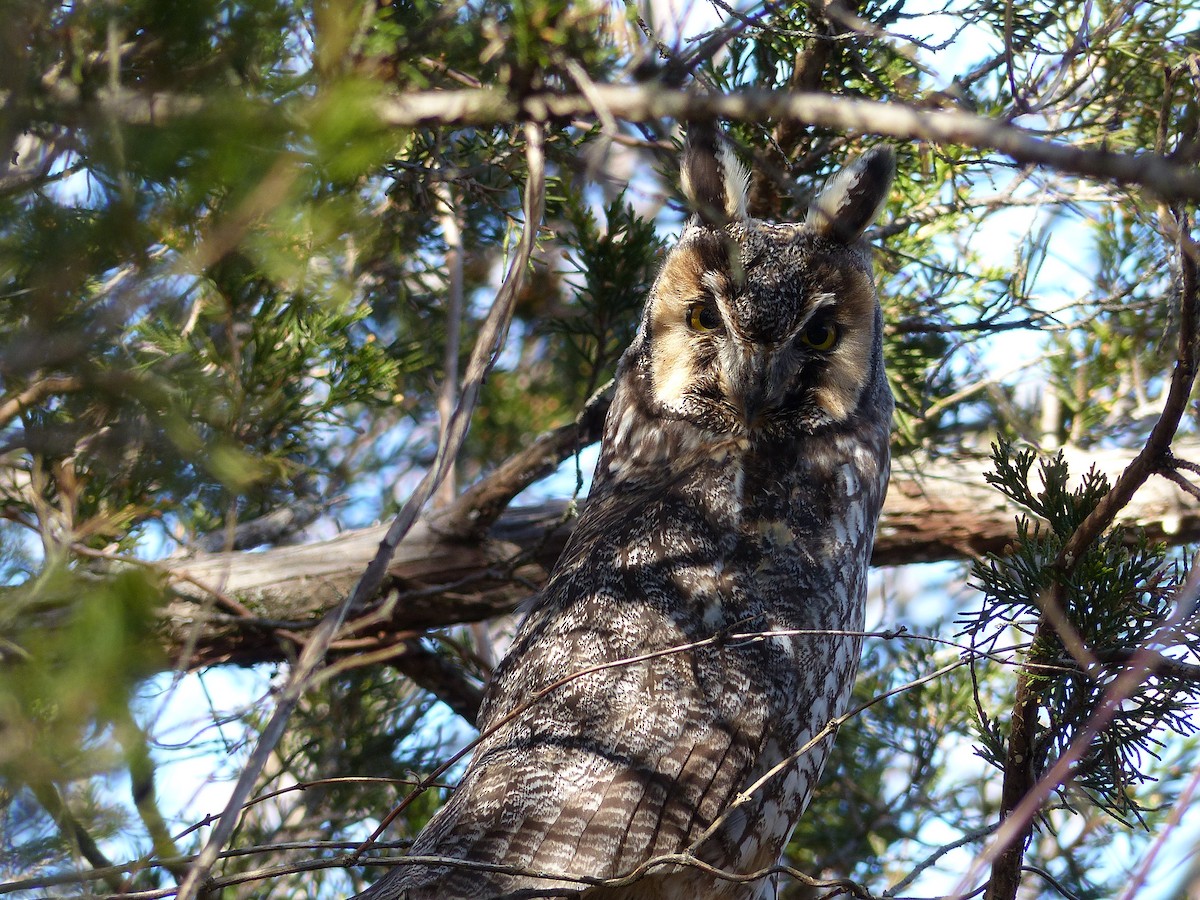Long-eared Owl - ML51141751