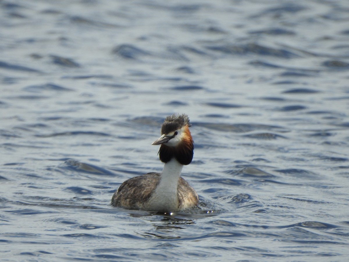 Great Crested Grebe - ML511417511
