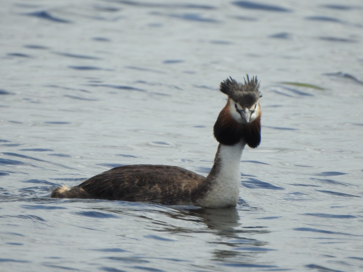 Great Crested Grebe - ML511417521