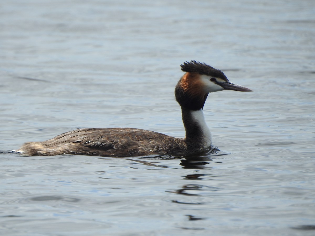 Great Crested Grebe - ML511417541