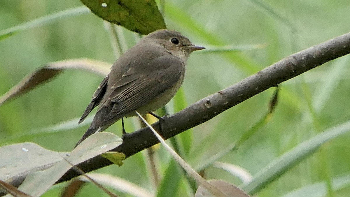Red-breasted Flycatcher - ML511417561