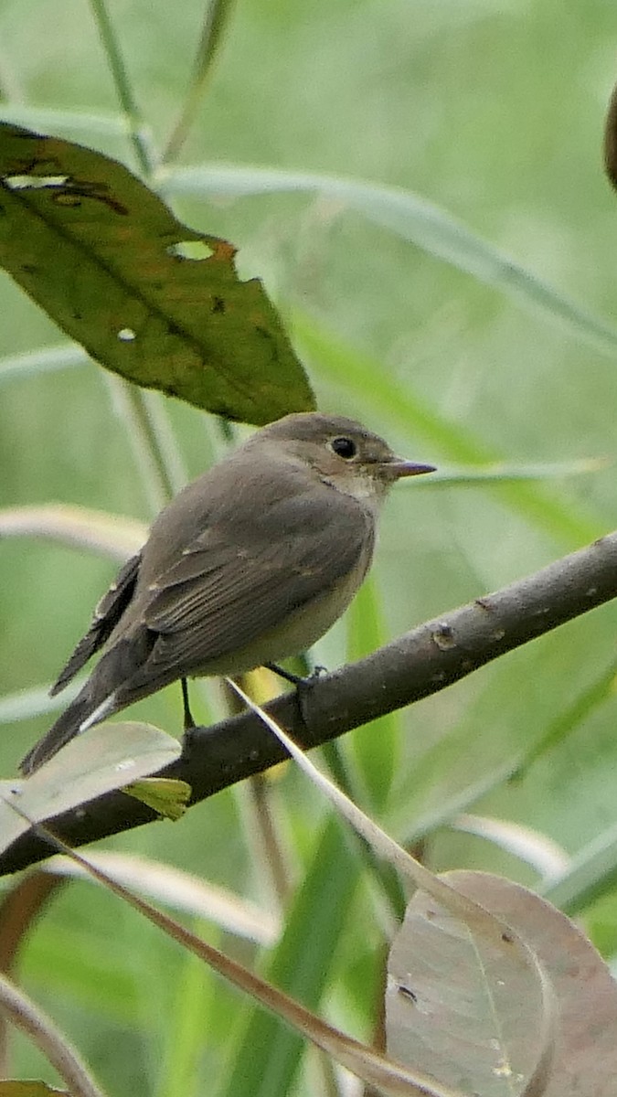 Red-breasted Flycatcher - ML511417571