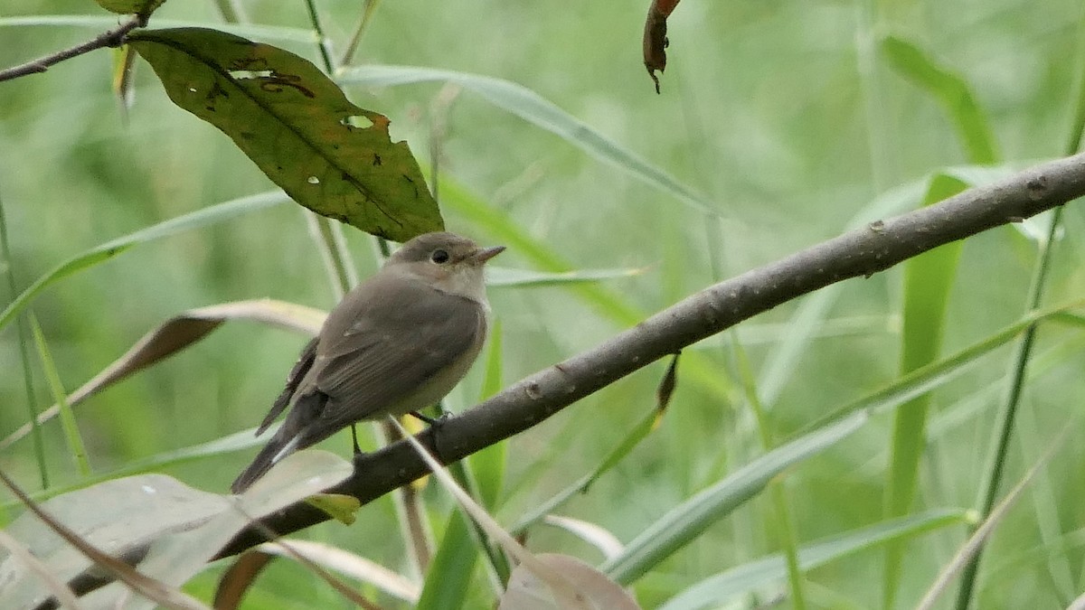 Red-breasted Flycatcher - ML511417581